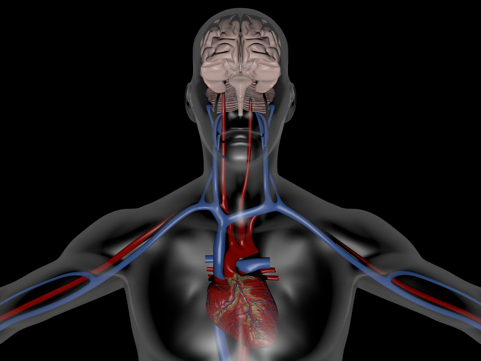 circulatorybrain