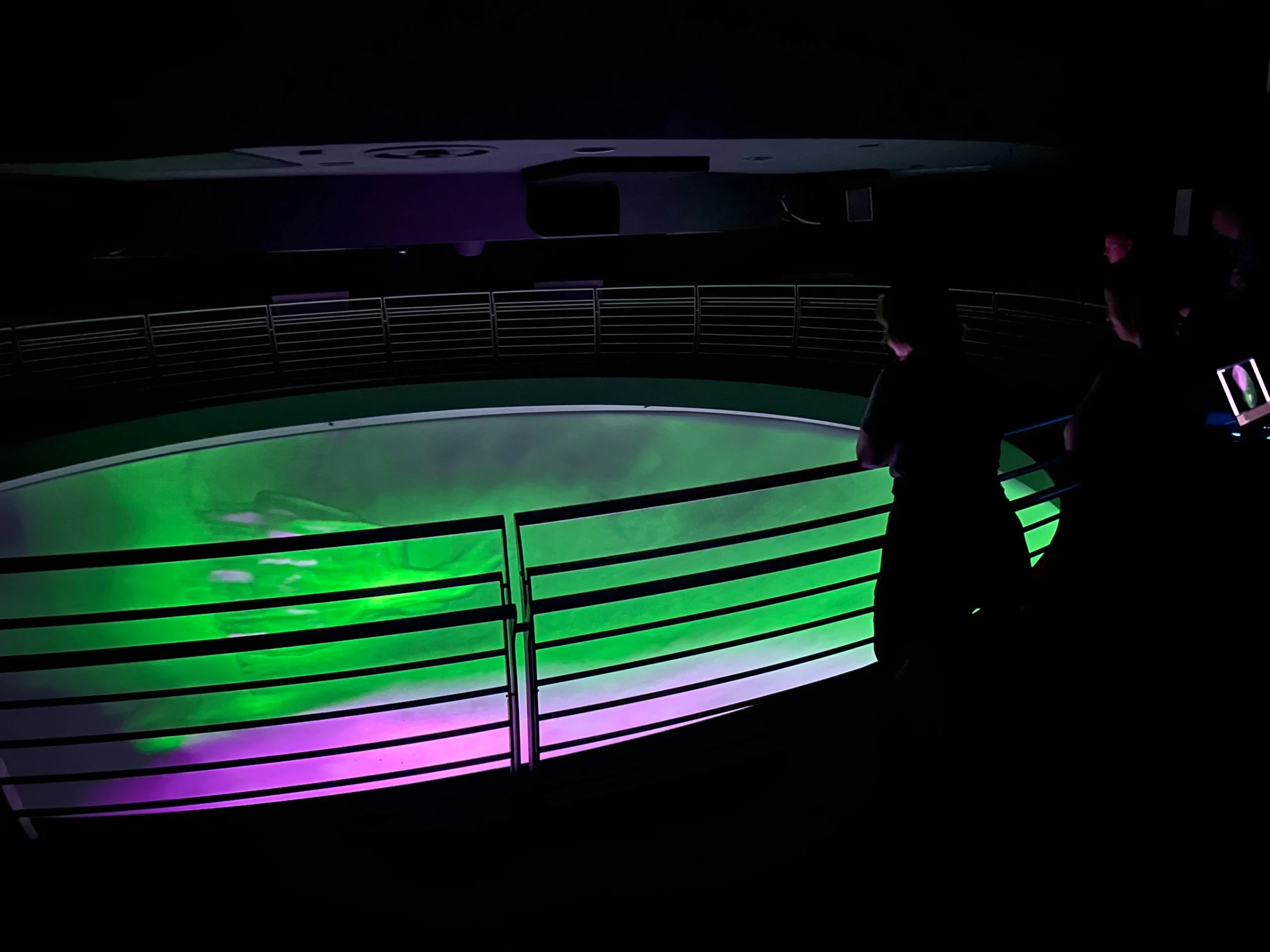 zebrafish